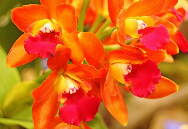 Orange Cattleya Orchid by Deb Oppermann